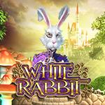 White Rabbit